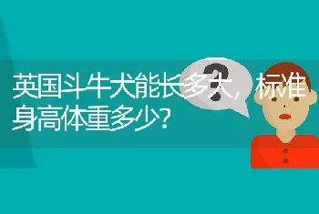 英国斗牛犬能长多大，标准身高体重多少？