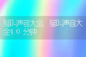 猫叫声音大全，猫叫声音大全40分钟