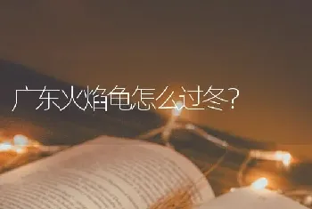 广东火焰龟怎么过冬？