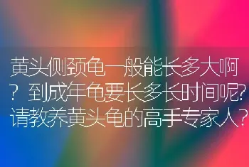 黄头侧颈龟一般能长多大啊?到成年龟要长多长时间呢?请教养黄头龟的高手专家人？