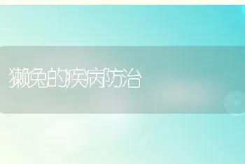 獭兔的疾病防治