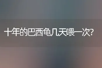 十年的巴西龟几天喂一次？