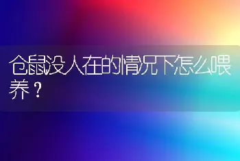 仓鼠没人在的情况下怎么喂养？