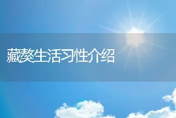 藏獒生活习性介绍