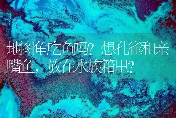 地图龟吃鱼吗?想孔雀和亲嘴鱼，放在水族箱里？