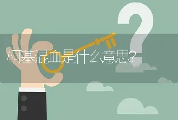 柯基混血是什么意思？