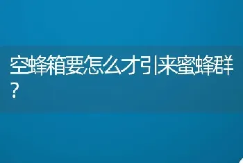 空蜂箱要怎么才引来蜜蜂群？