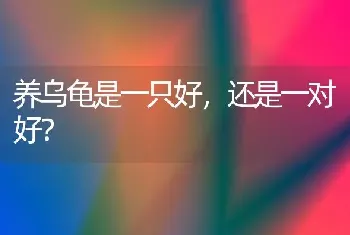 养乌龟是一只好，还是一对好？