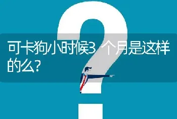 可卡狗小时候3个月是这样的么？