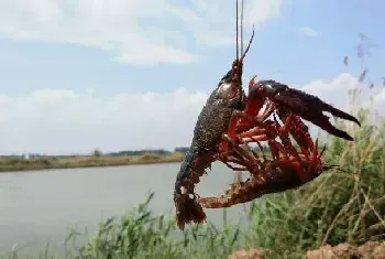 小龙虾黑鳃病病症及防治方法