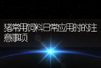 猪常用饲料日常应用时的注意事项