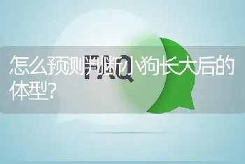 怎么预测判断小狗长大后的体型？