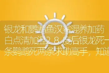 银龙和鹦鹉鱼汉鲨混养加药白点清加温28度后银龙死一条鹦鹉死两条求助高手，知道网友