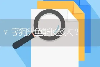 v字狗头鱼能长多大？