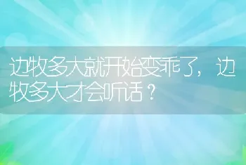 边牧多大就开始变乖了，边牧多大才会听话？