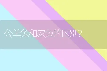 公羊兔和家兔的区别？