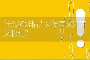 什么狗既粘人又便宜又好养又聪明？