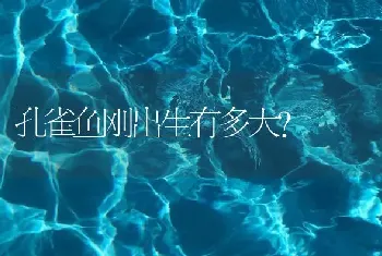 孔雀鱼刚出生有多大？