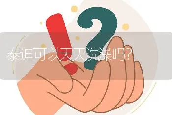 泰迪可以天天洗澡吗？