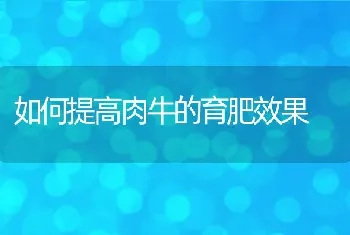 如何提高肉牛的育肥效果