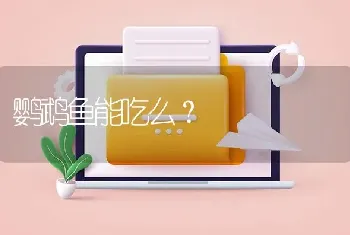 鹦鹉鱼能吃么？