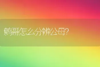 鹩哥怎么分辨公母？