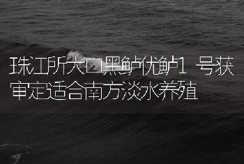 珠江所大口黑鲈优鲈1号获审定适合南方淡水养殖