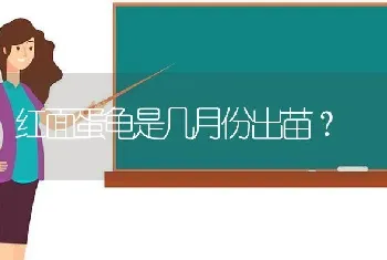 红面蛋龟是几月份出苗？