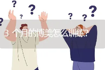 3个月的博美怎么训练？