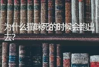 为什么猫咪死的时候会跑出去？