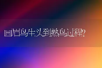 六个月的柯基一天吃多少？