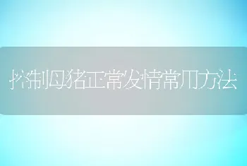 控制母猪正常发情常用方法