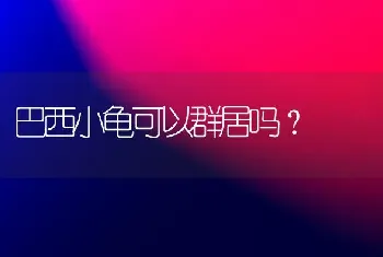 巴西小龟可以群居吗？