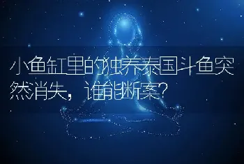 小鱼缸里的独养泰国斗鱼突然消失，谁能断案？