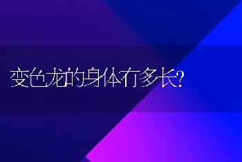 变色龙的身体有多长？