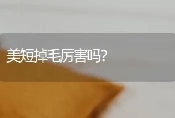 蓝斑猎犬有红色的吗？