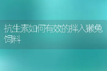 抗生素如何有效的拌入獭兔饲料