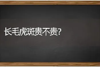 长毛虎斑贵不贵？