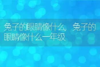 兔子的眼睛像什么，兔子的眼睛像什么一年级