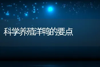 科学养殖洋鸭的要点