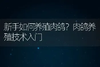 新手如何养殖肉鸽？肉鸽养殖技术入门