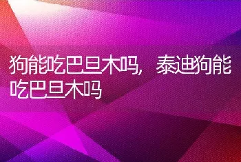 狗能吃巴旦木吗，泰迪狗能吃巴旦木吗