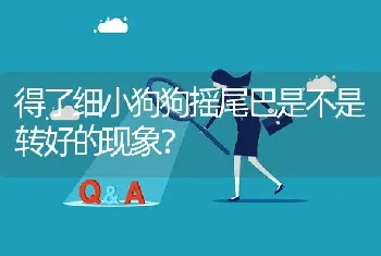 得了细小狗狗摇尾巴是不是转好的现象？