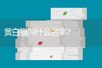 黄白猫叫什么名字？