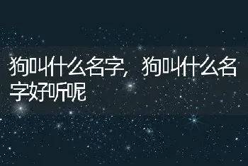 狗叫什么名字，狗叫什么名字好听呢