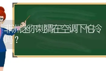 非洲迷你刺猬在空调下怕冷吗？