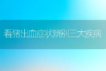 看猪出血症状辨别三大疾病