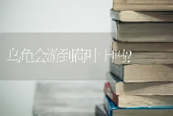 乌龟会游到荷叶上吗？