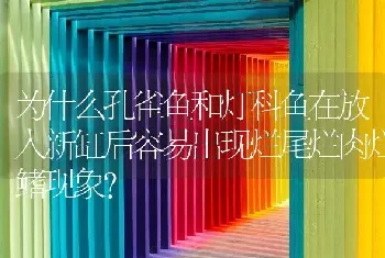 为什么孔雀鱼和灯科鱼在放入新缸后容易出现烂尾烂肉烂鳍现象？