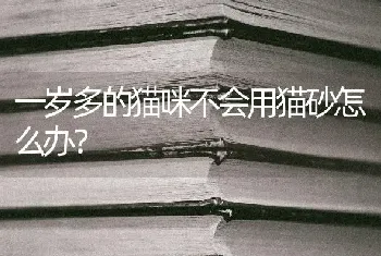 一岁多的猫咪不会用猫砂怎么办？